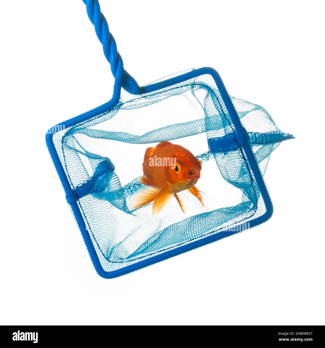 Catching a goldfish Stock Photo Alamy