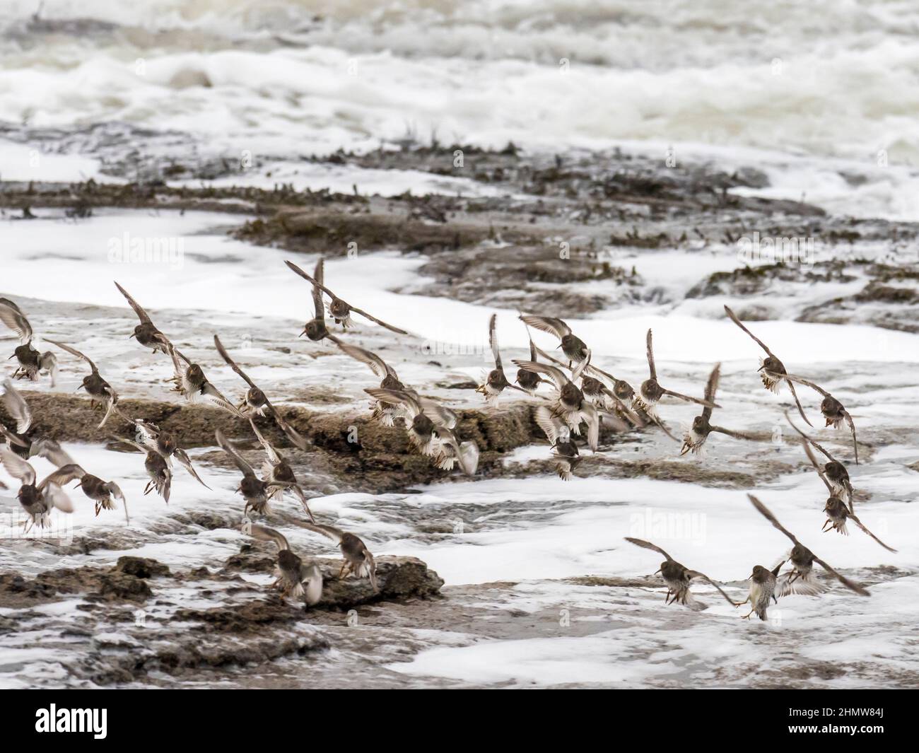 A flock of Purple Sandpiper, Calidris maritima on the coast at Bamburgh, Northumberland, UK. Stock Photo