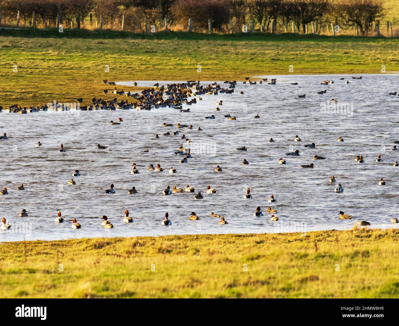 A flock of Wigeon on a flood pool at Beadnell, Northumberland, UK Stock