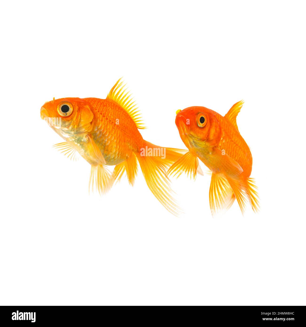 two goldfish friends Stock Photo Alamy
