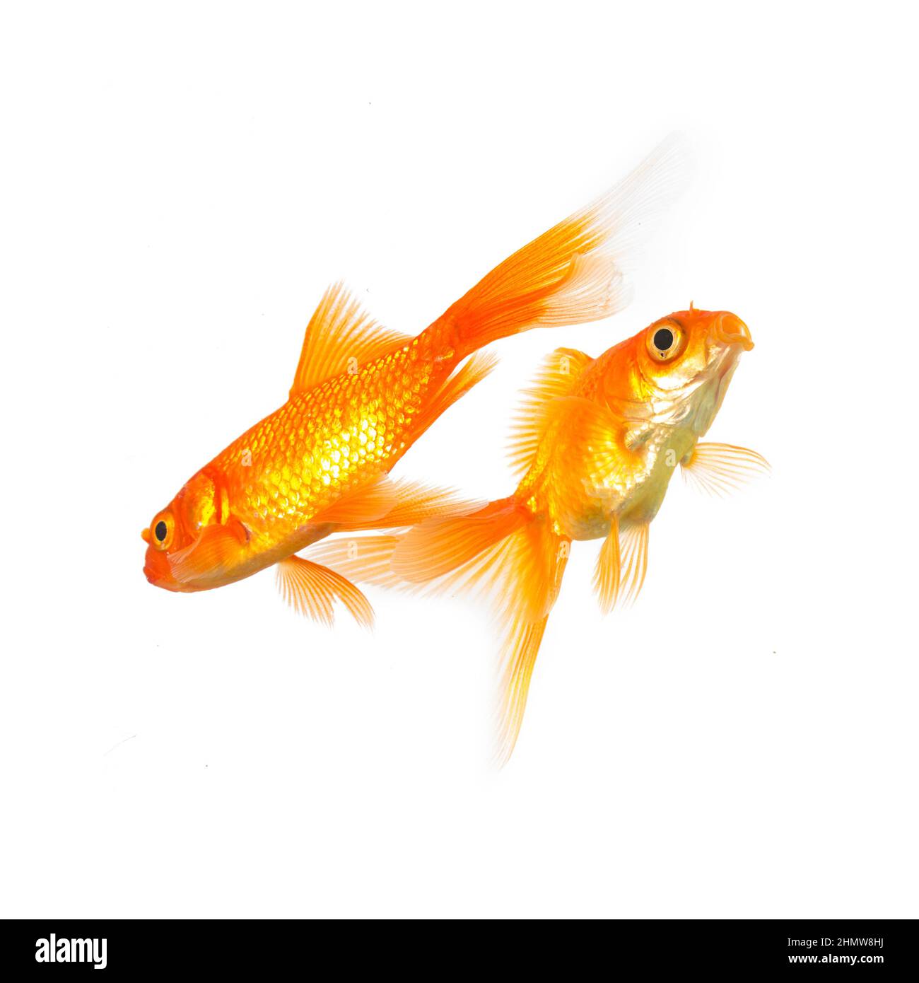 Goldfishes hi-res stock photography and images - Alamy