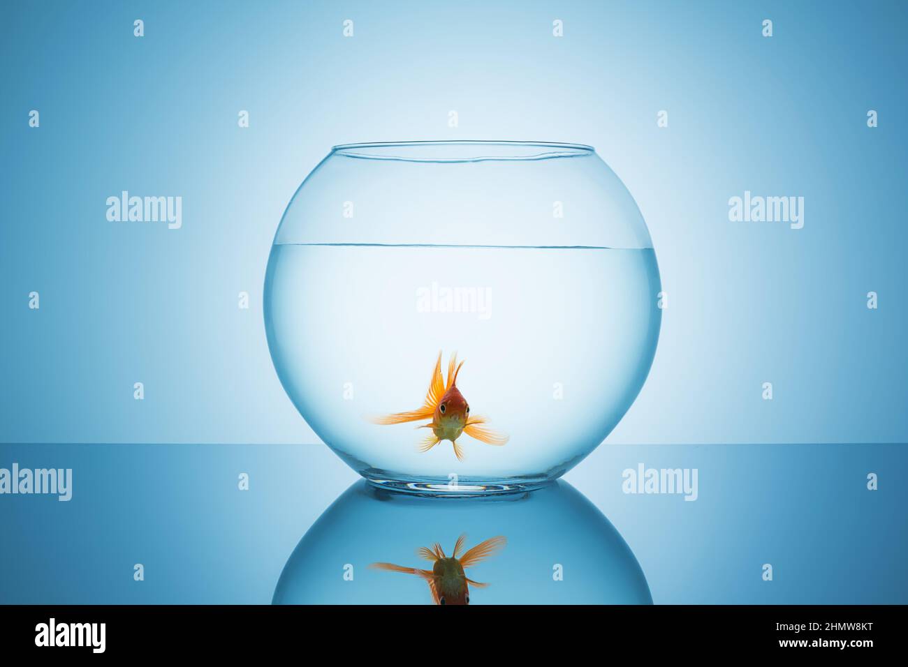 lonely goldfish in a fishbowl Stock Photo Alamy