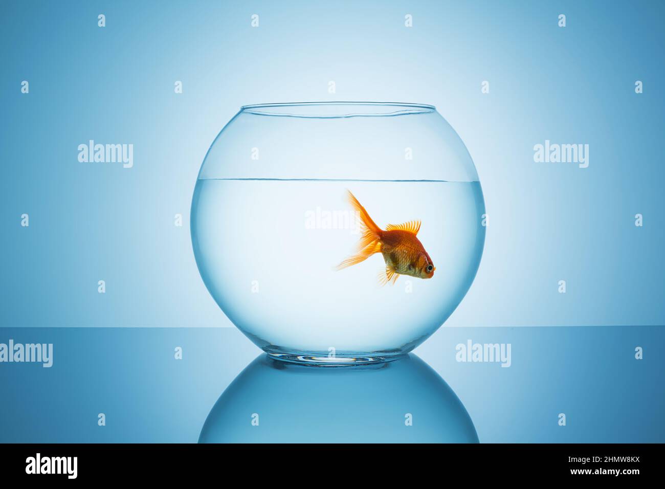 goldfish floats in a fishbowl Stock Photo Alamy