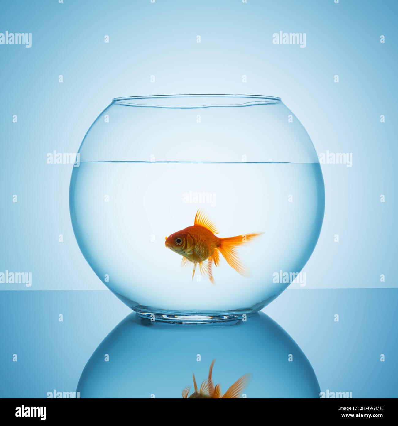 Picture of goldfish in a bowl glass Stock Photo - Alamy