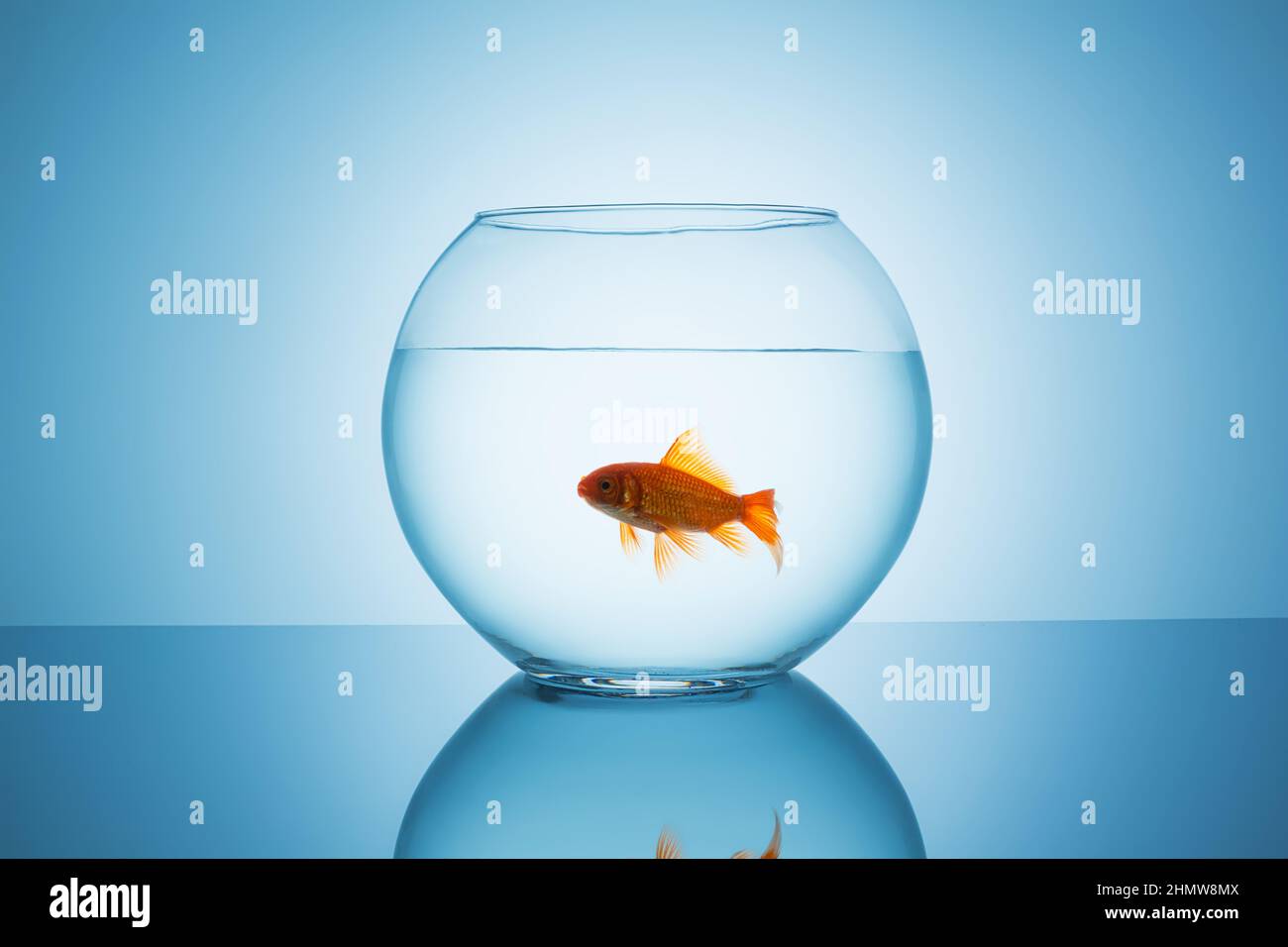 goldfish open mouth in a fishbowl Stock Photo Alamy
