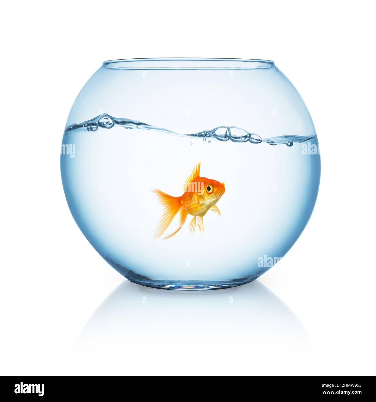 curious looking goldfish ina fishbowl Stock Photo