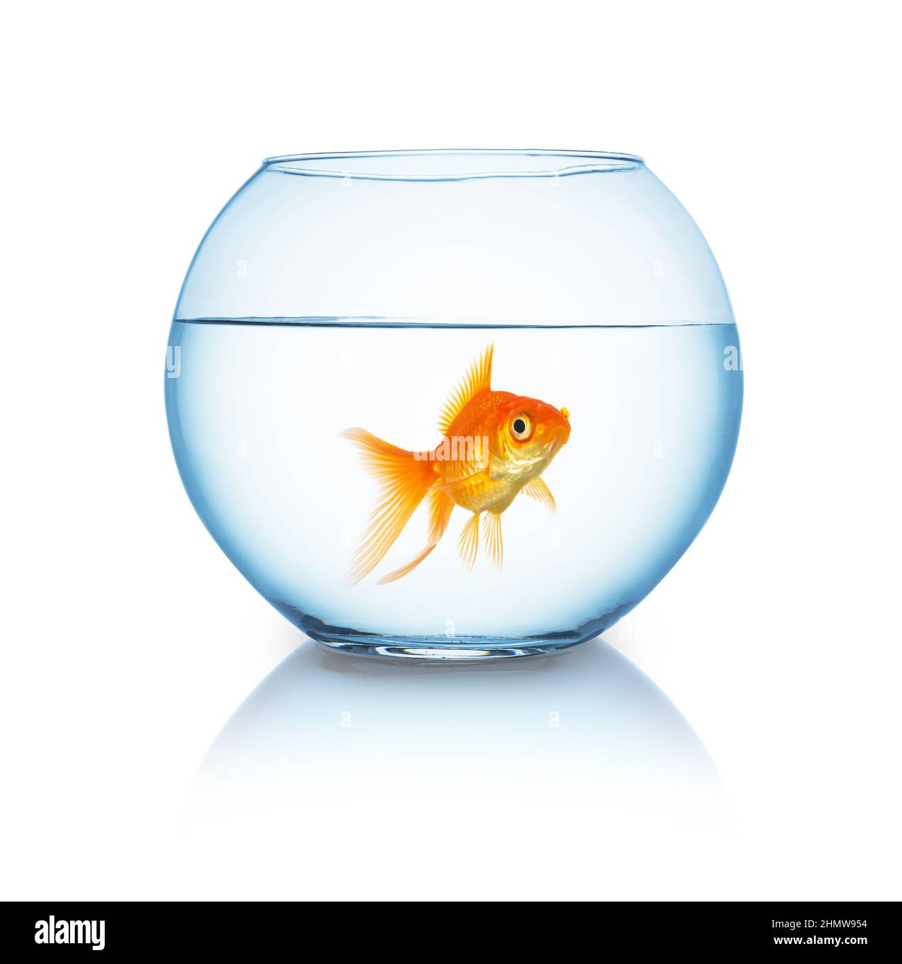 big goldfish in a fishbowl Stock Photo Alamy