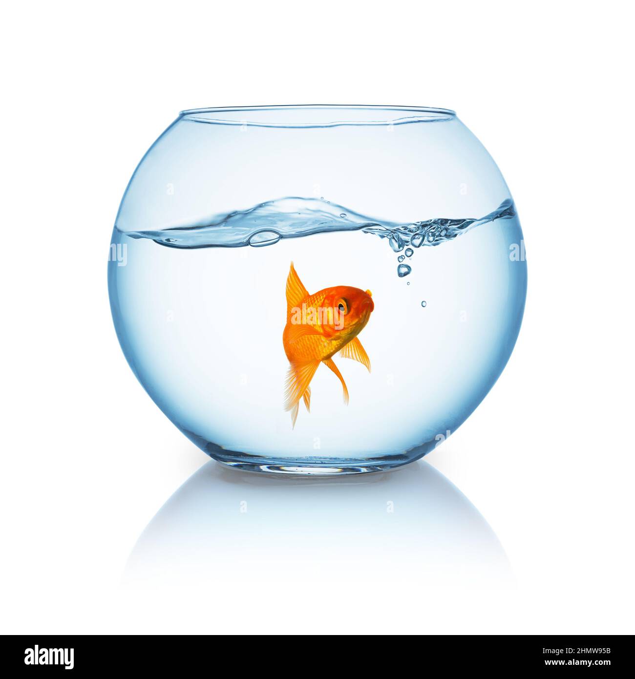 lonely goldfish in a fishbowl Stock Photo Alamy