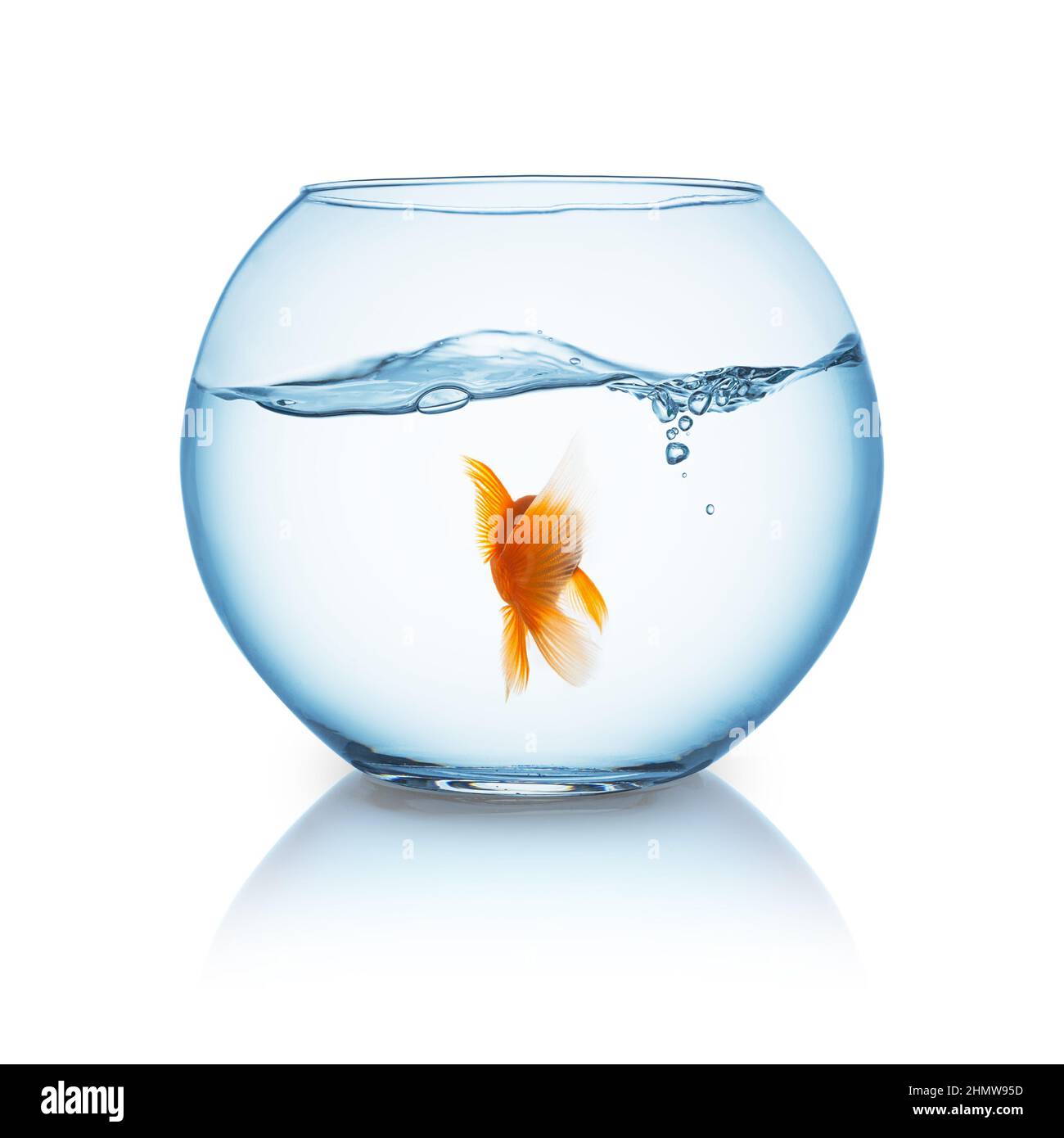 goldfish from behind in a fishbowl Stock Photo Alamy