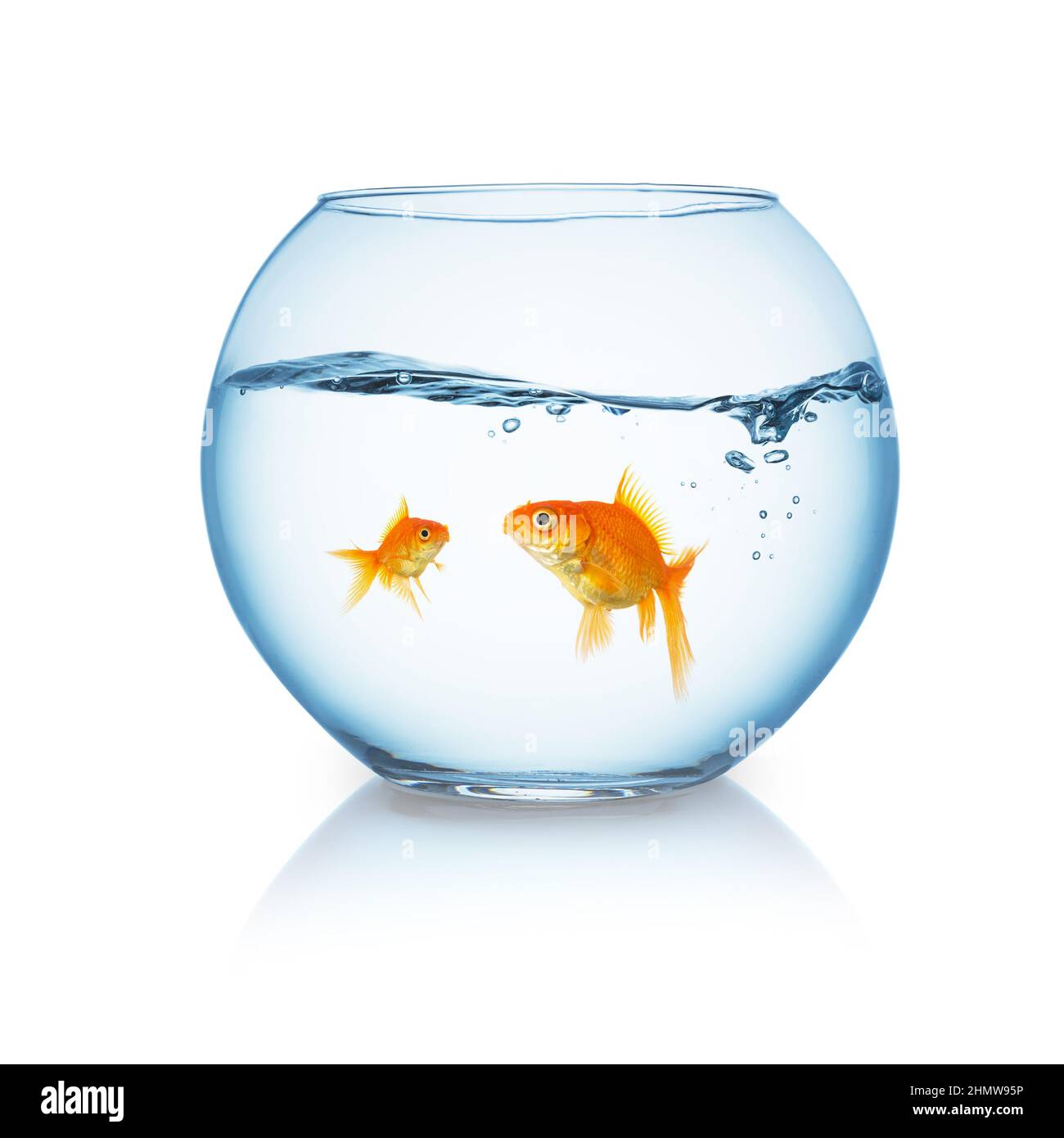 goldfish family in a fishbowl Stock Photo - Alamy