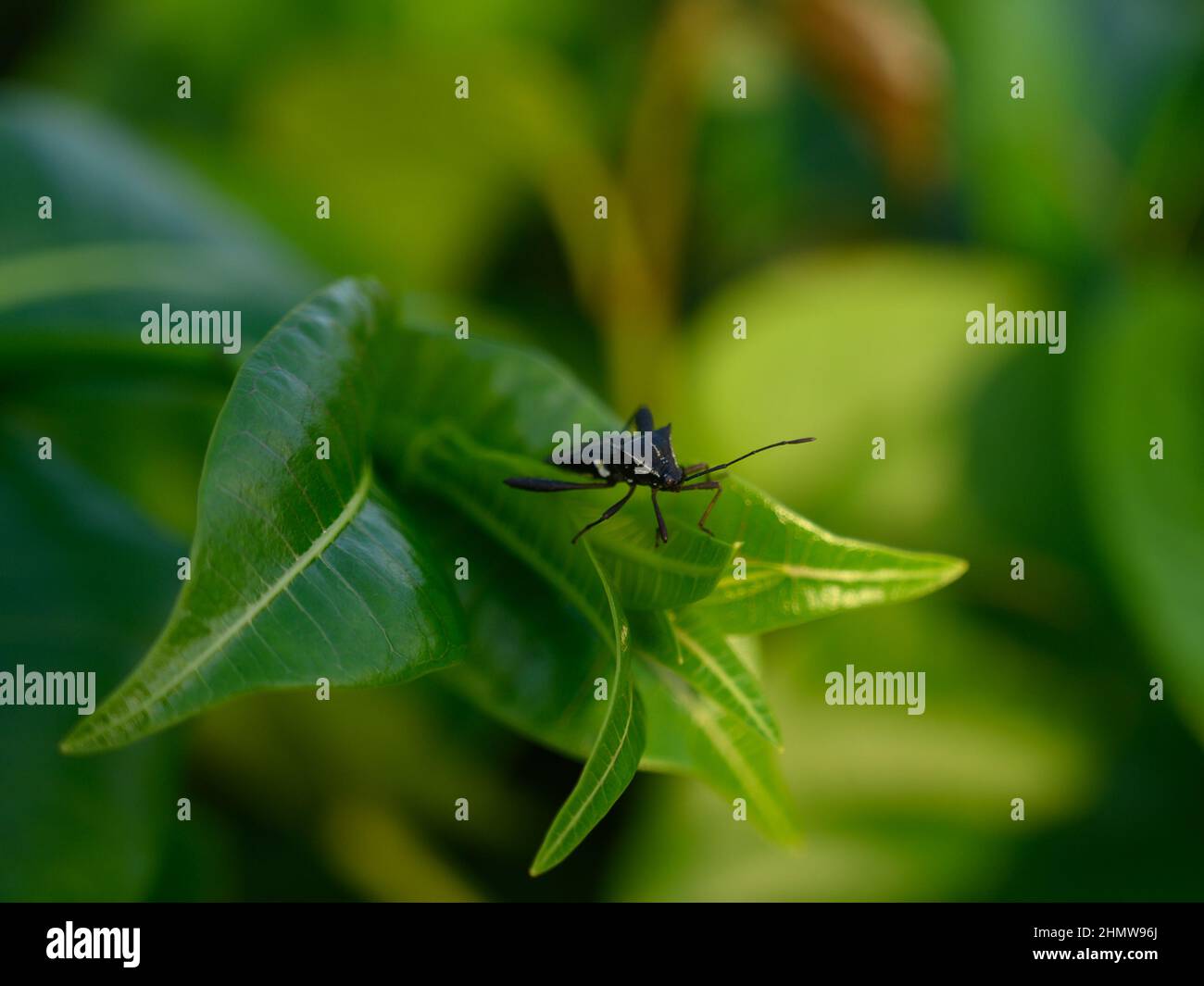 The photo of the beetle is made on a glossy green sheet. The insect is seen close-up in the natural wild. The picture shows how one beetle sits on top Stock Photo