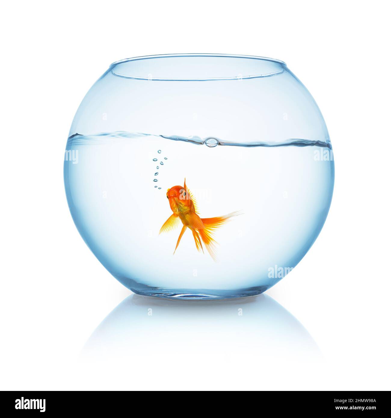 goldfish with air bubbles in a fishbowl Stock Photo