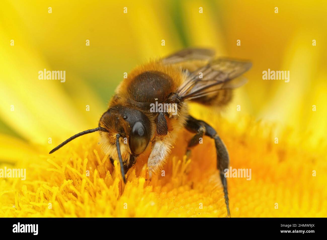 Closeup of a male Willughby's leafcutter bee, Megachile willughbiella
