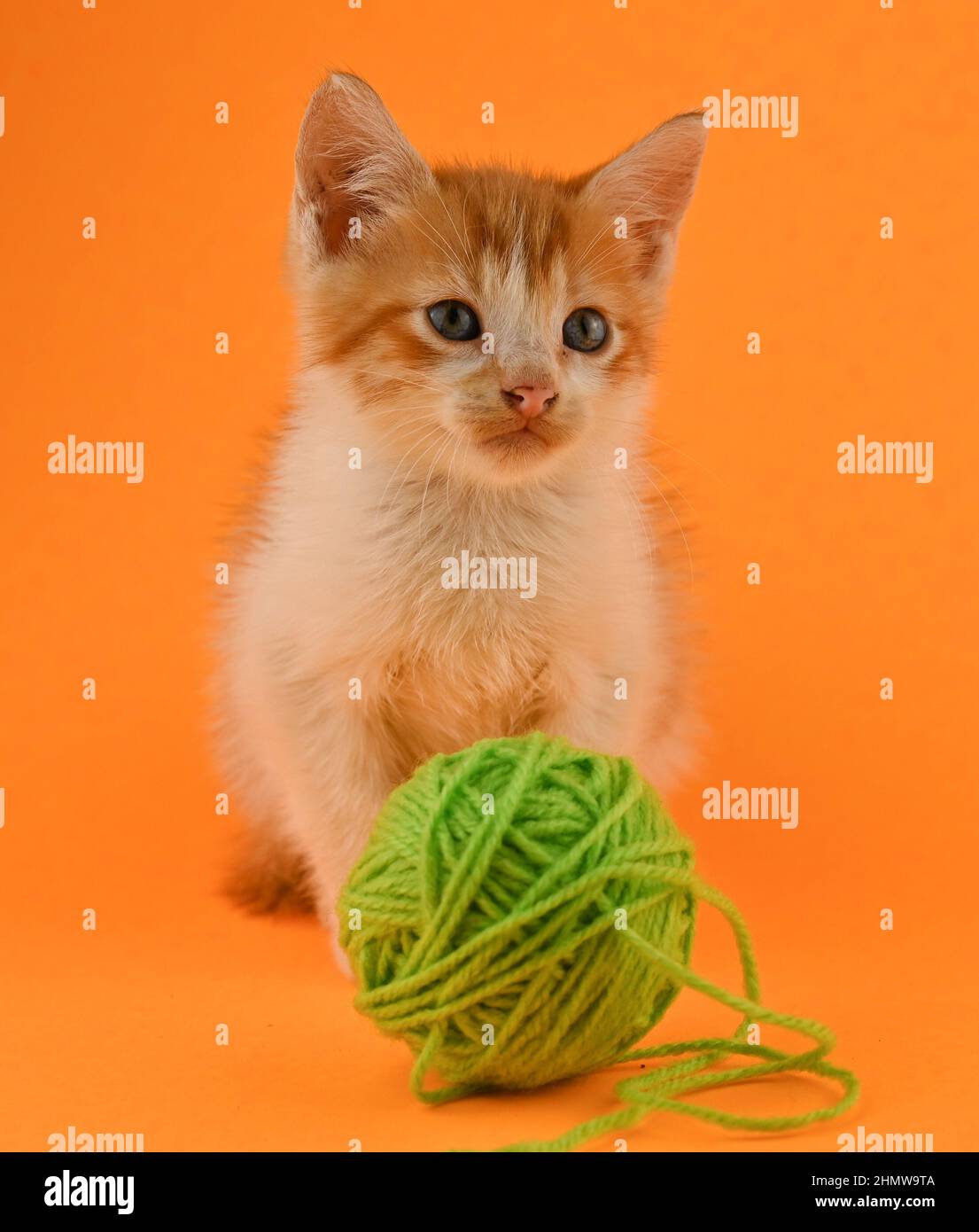 Photo shows a fluffy kitten in orange and white color. The background is orange purple. The kitten looks directly into the camera. There are space for Stock Photo