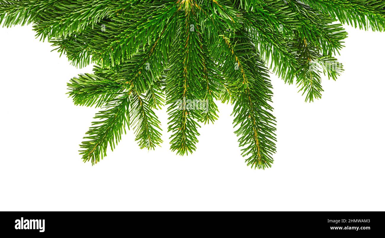 Fir tree branches hi-res stock photography and images - Alamy
