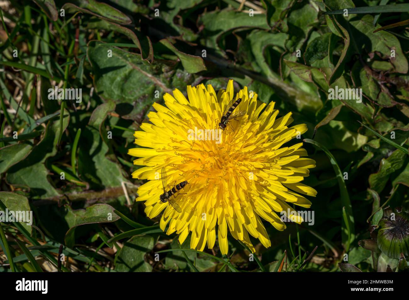 RUNDE, NORWAY - 2020 MAY 20. Sphaerophoria scripta, Hoverfly insect on dandelion flower in a meadow. Stock Photo