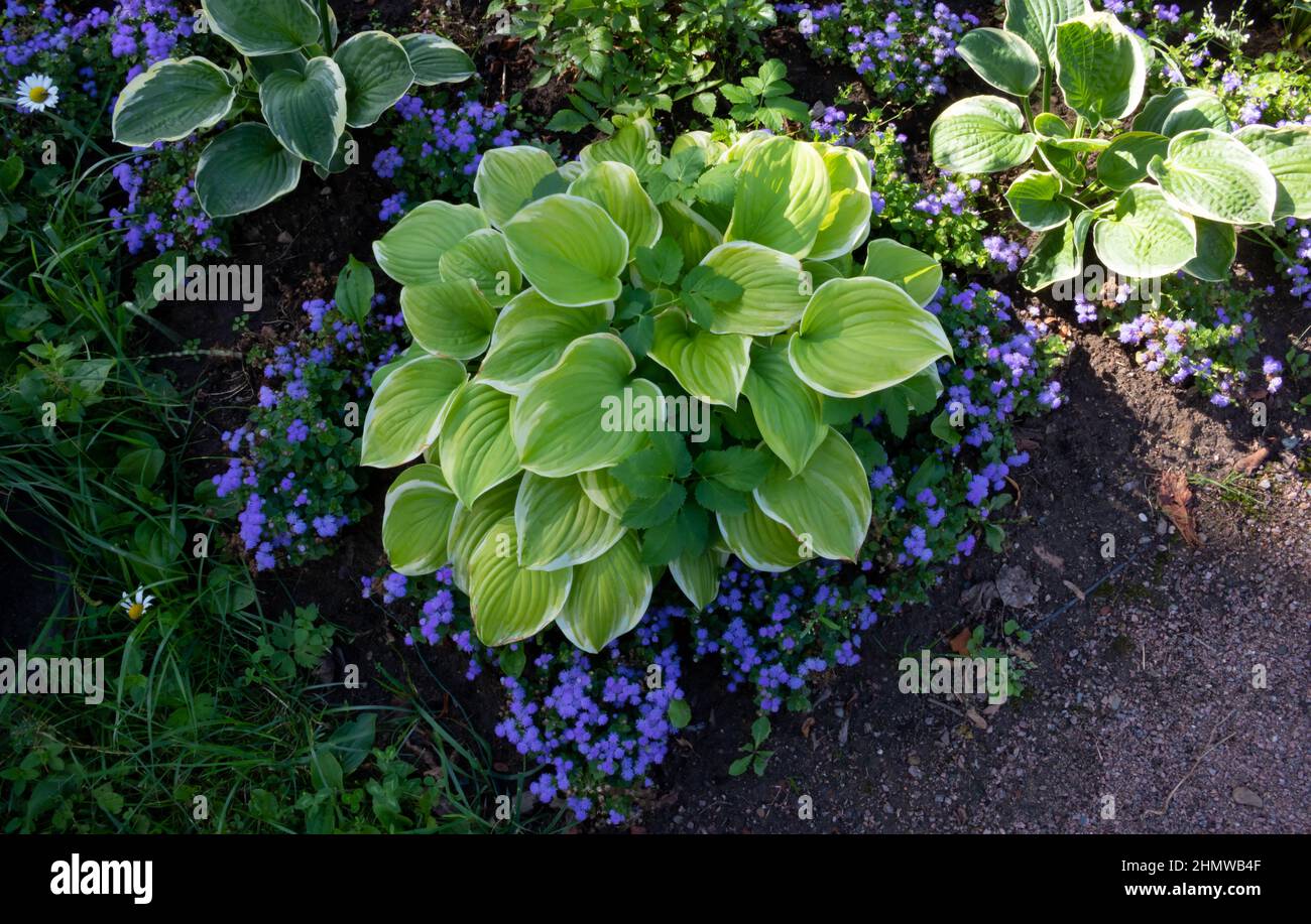 The host flower with white-green leaves grows in a flowerbed in a country garden, framed by lilac flowers. Stock Photo
