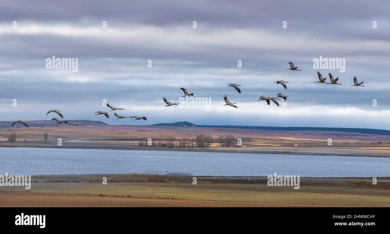 Flock of Cranes Returning to Gallocanta Lagoon, Spain Stock Photo