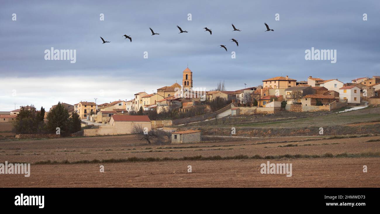 Flock of Cranes Flying Over the Village of Gallocanta Stock Photo