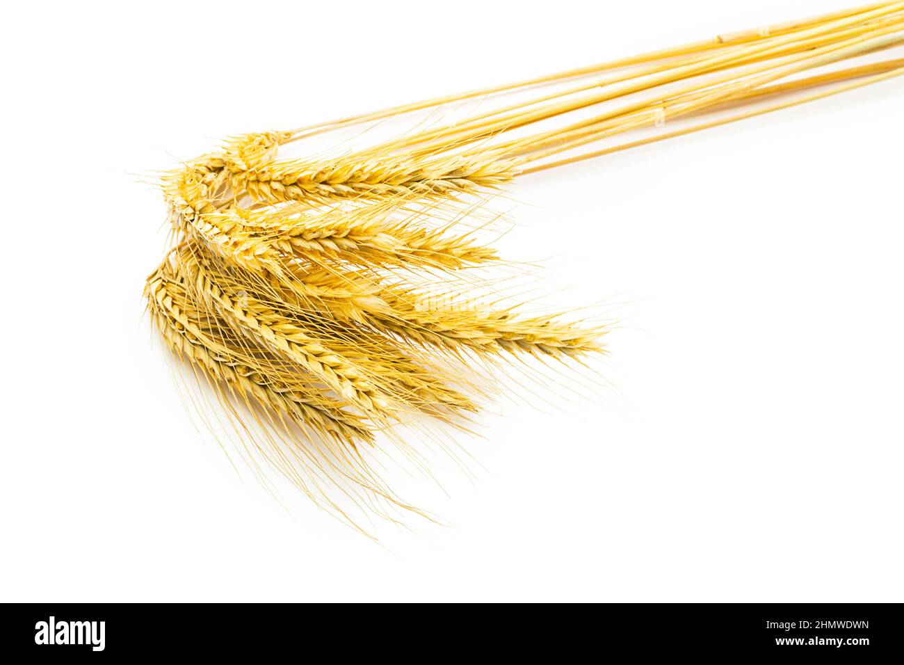Ein bund Weizenähren isoliert auf weissem Hintergrund. Erstellt im Studio mit einer 5D mark III. Stock Photo