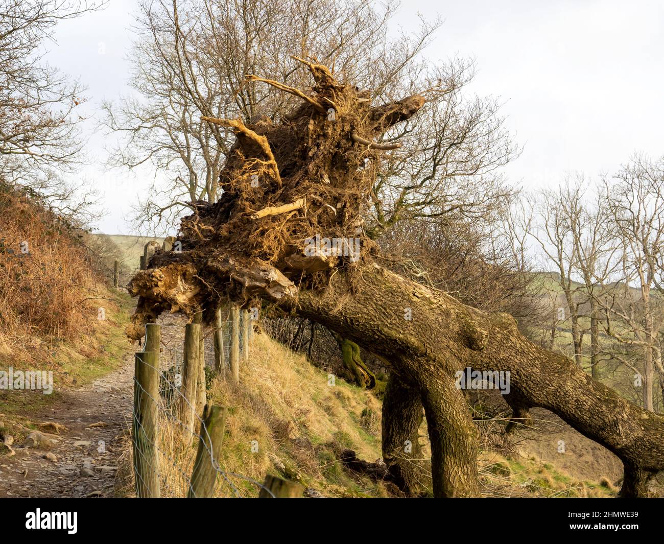 Ash tree storm damage hi-res stock photography and images - Alamy