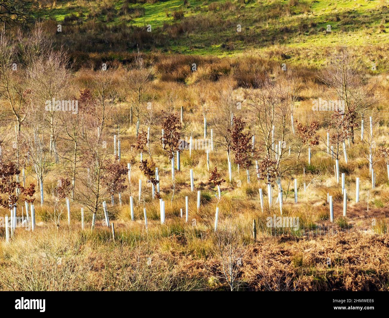 Tree planting at Stocks reservoir in the Forest of Bowland, Lancashire, UK. Stock Photo
