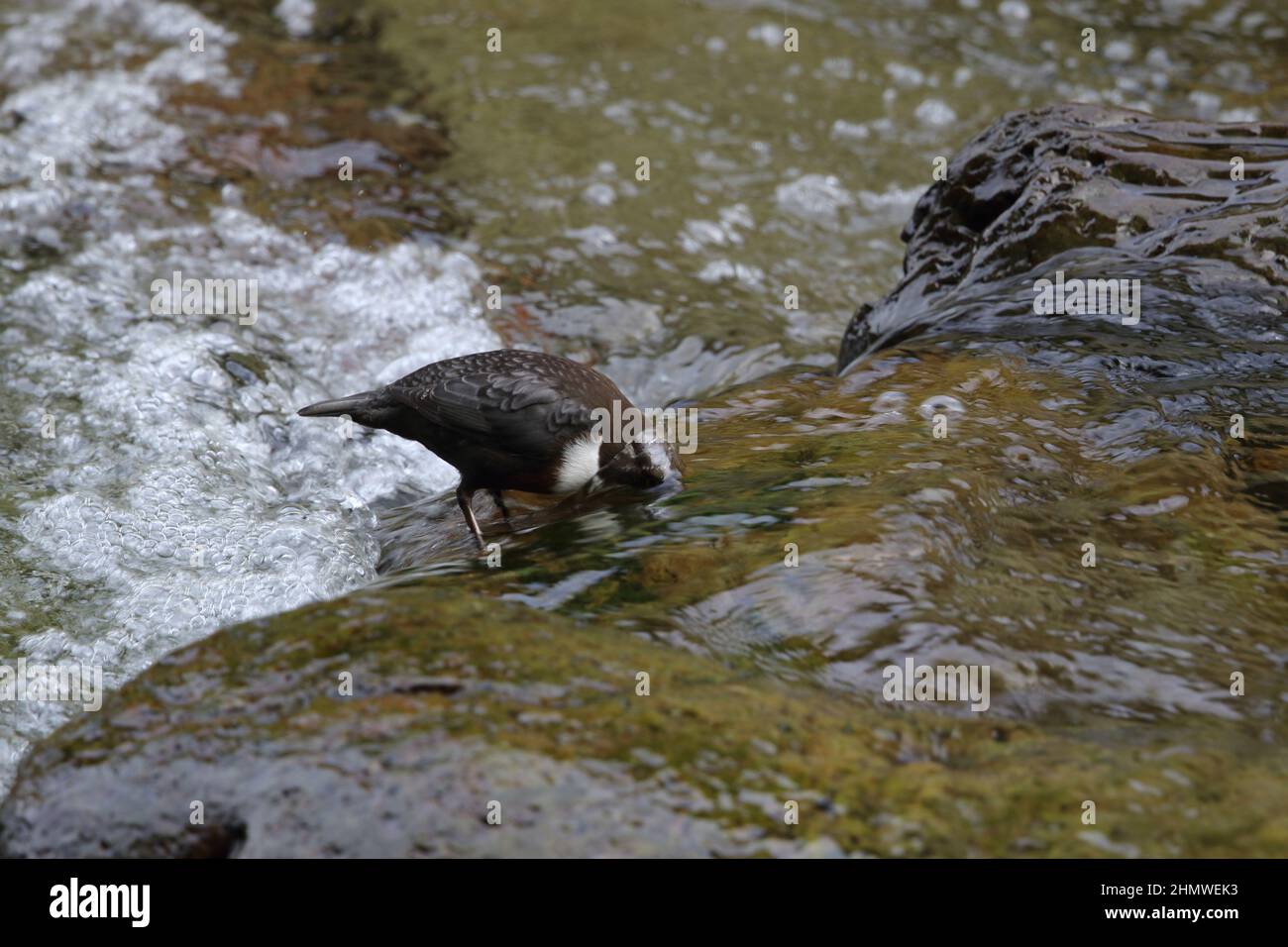 Dipper doing what it does best dipping its head under the water at