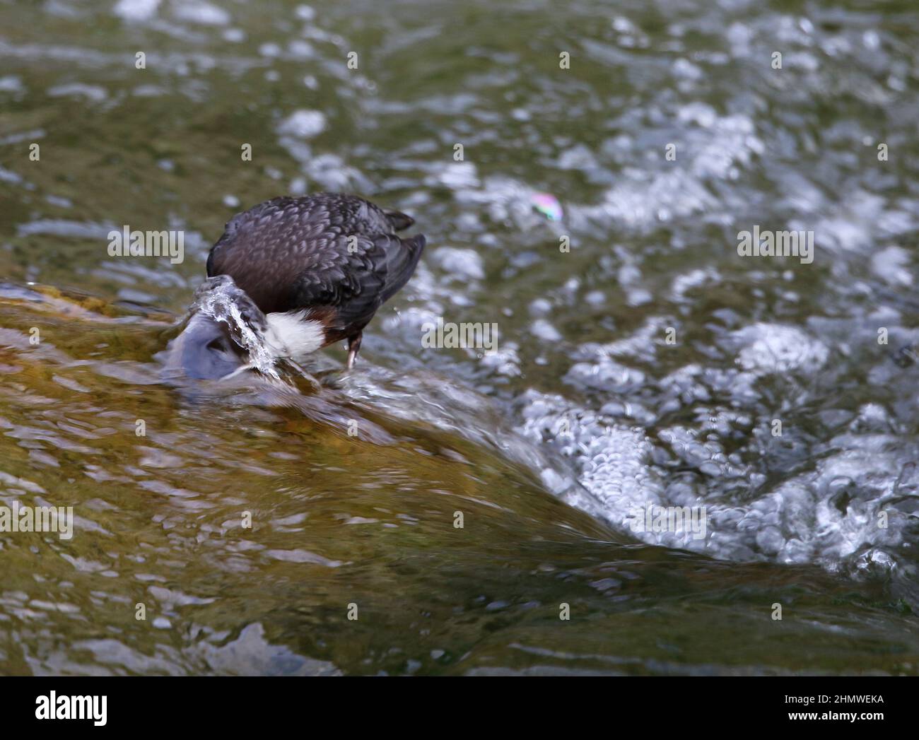 Dipper doing what it does best dipping its head under the water at
