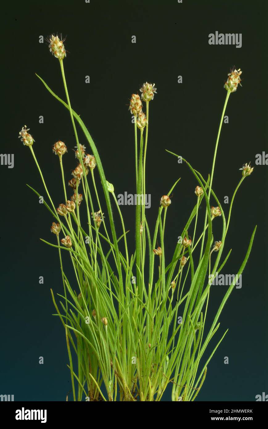 Plantago ovata, Pflanzenart aus der Gattung der Wegeriche, Plantago, die  Samen der Pflanzen werden unter dem Namen Indische Flohsamen oder  Flohsamensc Stock Photo - Alamy