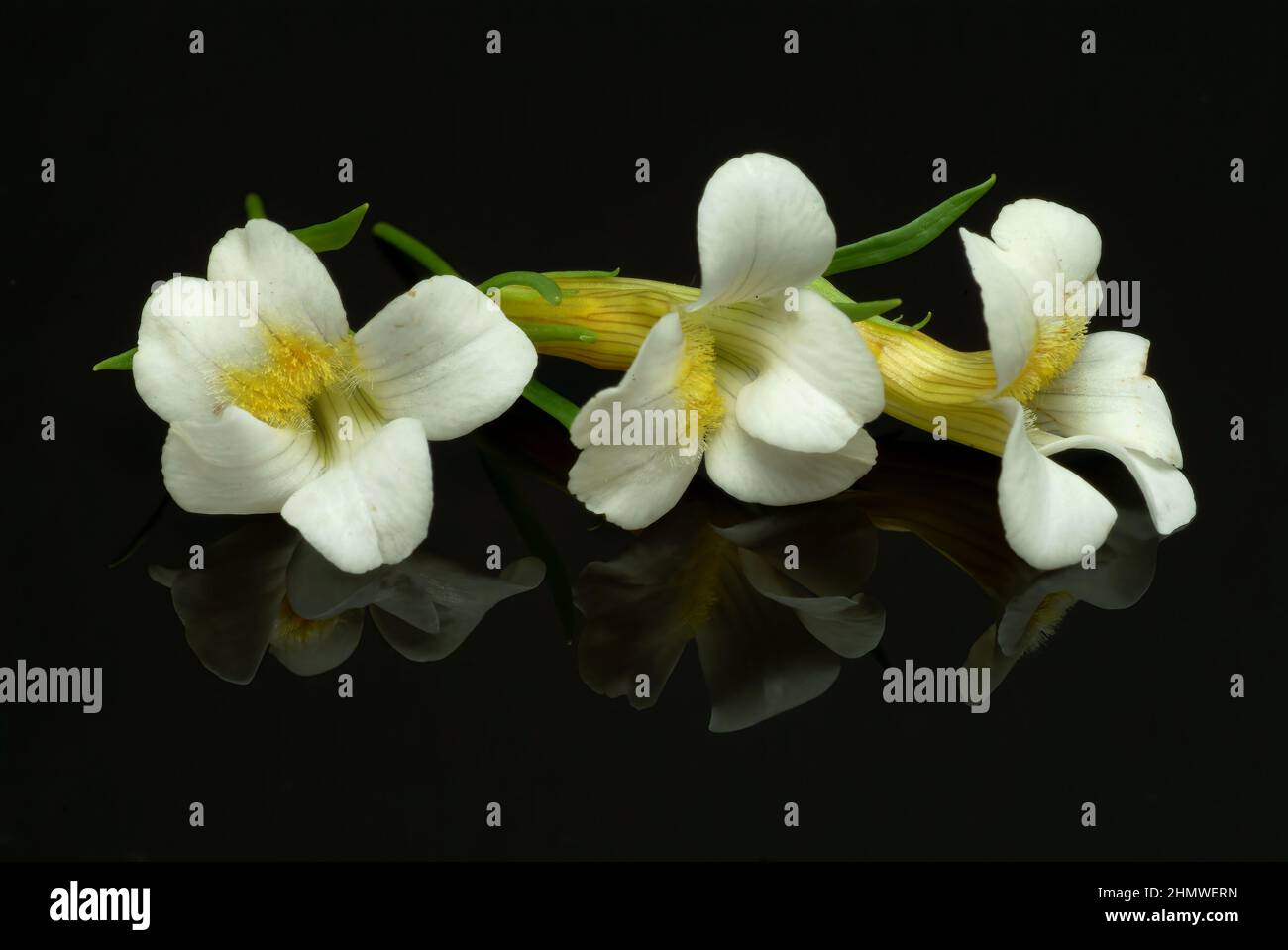 GottesGnadenkraut oder Gottesgnadenkrau, gratiola officinalis, eine