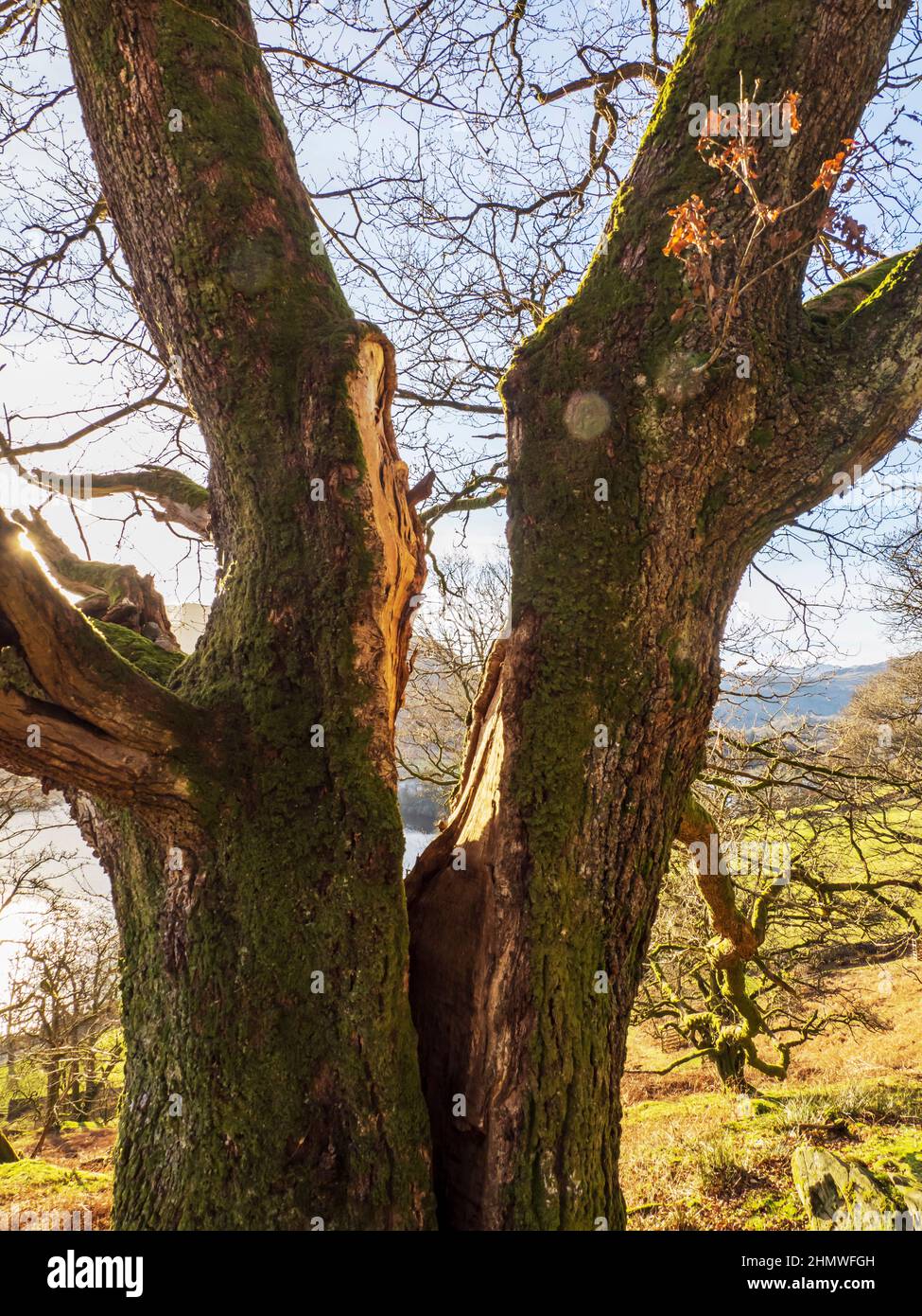An Oak tree split down the middle in Ambleside, Lake District, UK Stock