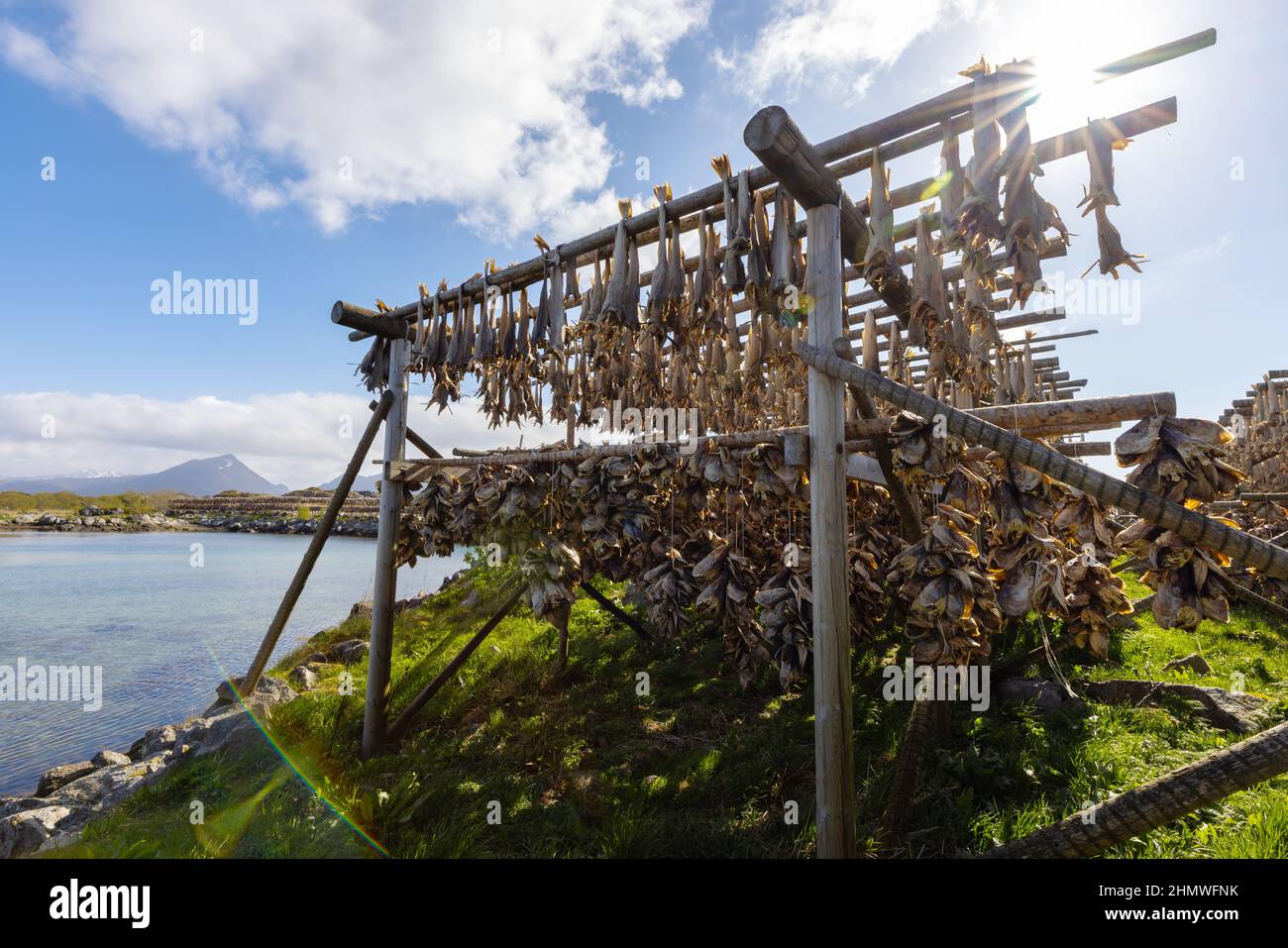 Cod fish drying on traditional wooden racks in the sun in Lofoten