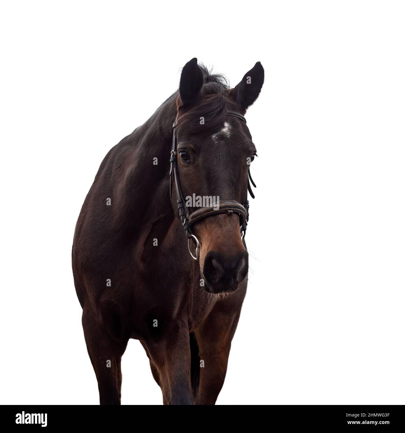 Portrait of a dark bay horse in a bridle on a white background. Stock Photo