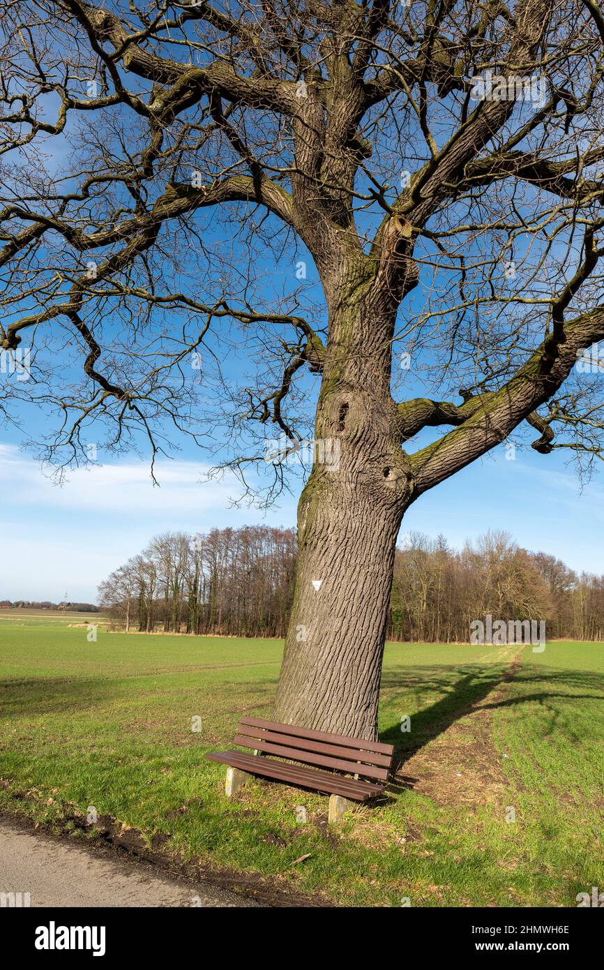 Natural monoment pedunculate oak 'Snetbrink' with bench near Petershagen. Stock Photo