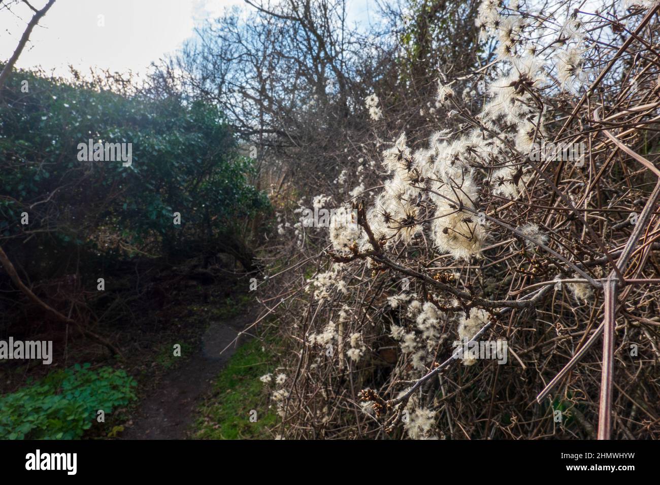 Feathery seed plumes hires stock photography