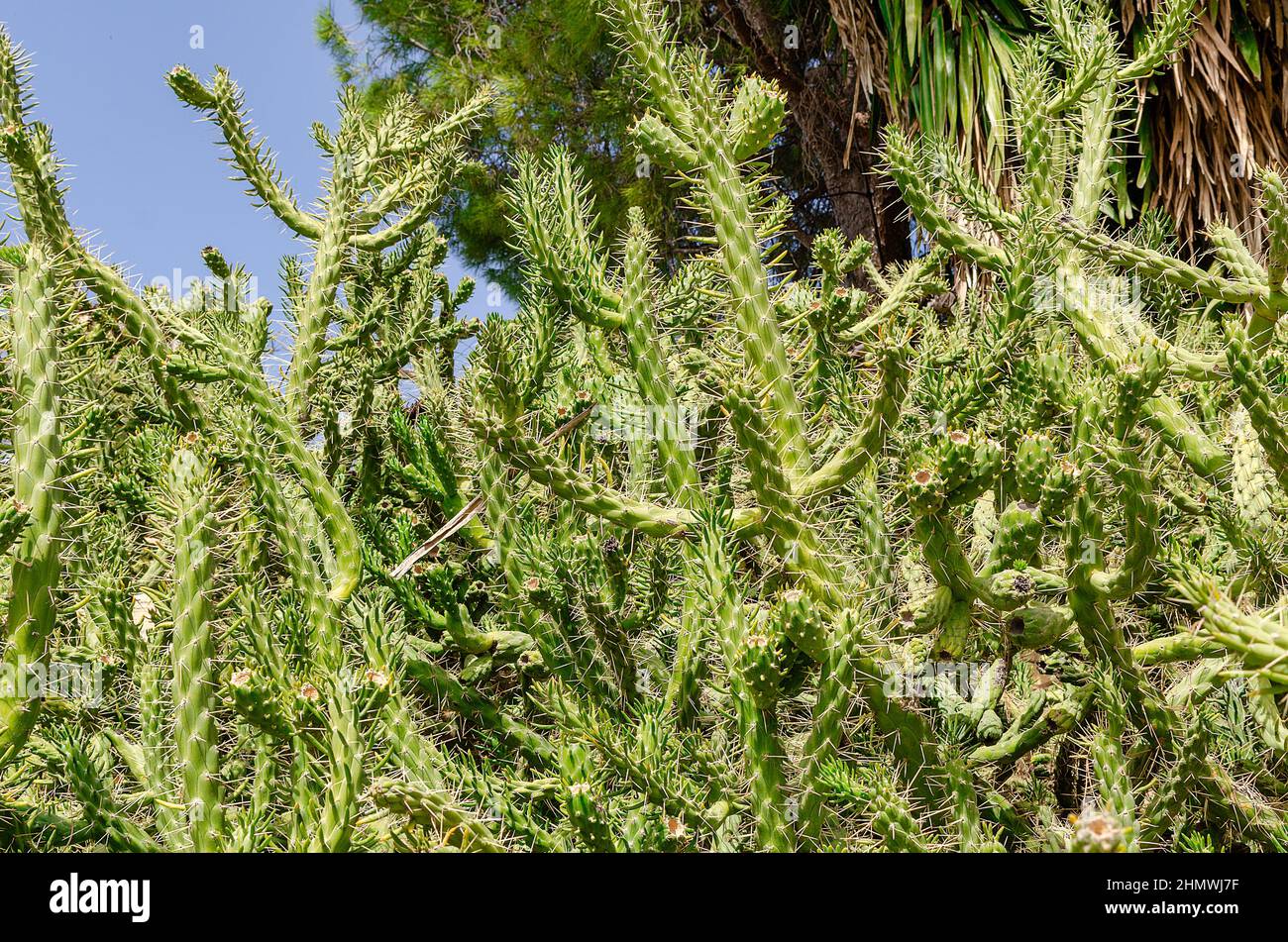 Bush of Austrocylindropuntia subulata, commonly known as Eve's Needle Stock Photo
