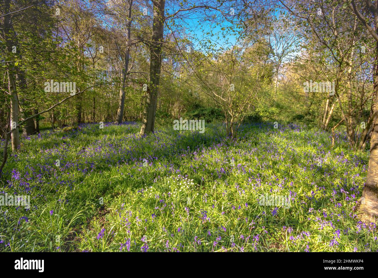 Bois et fleurs des bois au printemps dans la baie de Somme. Jacynthes sauvage, Arnica, ail des ours. Stock Photo