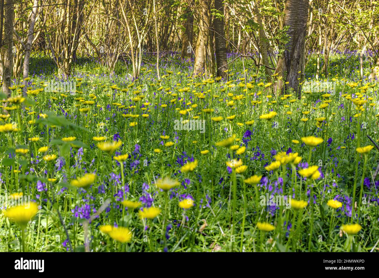 Bois et fleurs des bois au printemps dans la baie de Somme. Jacynthes sauvage, Arnica, ail des ours. Stock Photo