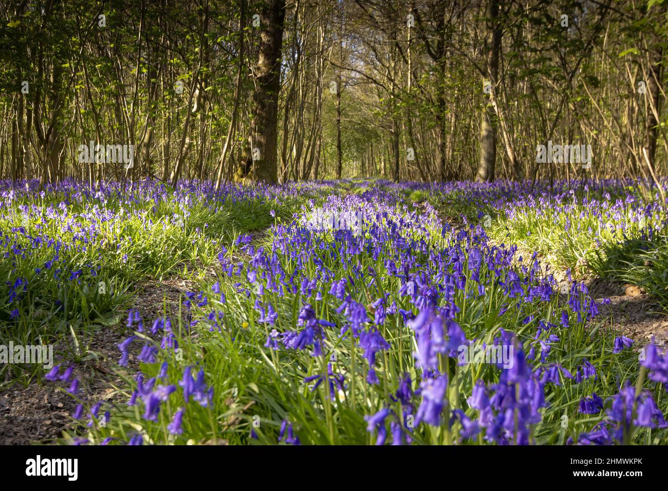 Bois et fleurs des bois au printemps dans la baie de Somme. Jacynthes sauvage, Arnica, ail des ours. Stock Photo