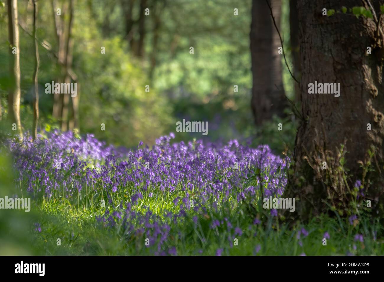 Bois et fleurs des bois au printemps dans la baie de Somme. Jacynthes sauvage, Arnica, ail des ours. Stock Photo