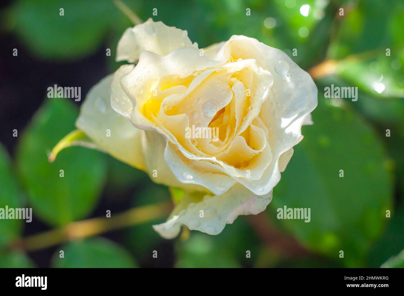 Opened white rose bud with drops after rain. White rose with yellow glow, flower on green blurred background, selective focus. Stock Photo