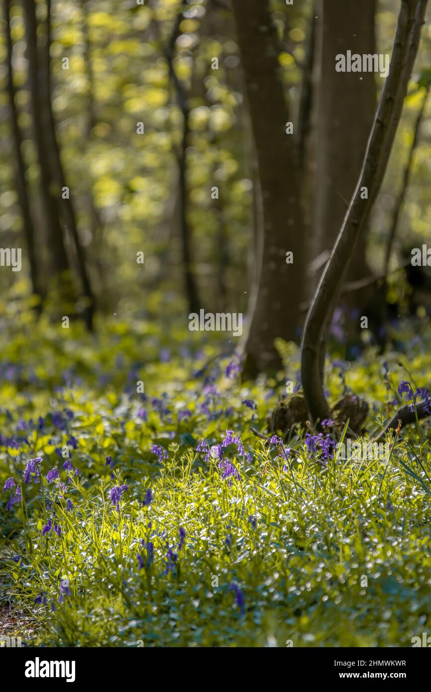 Bois et fleurs des bois au printemps dans la baie de Somme. Jacynthes sauvage, Arnica, ail des ours. Stock Photo