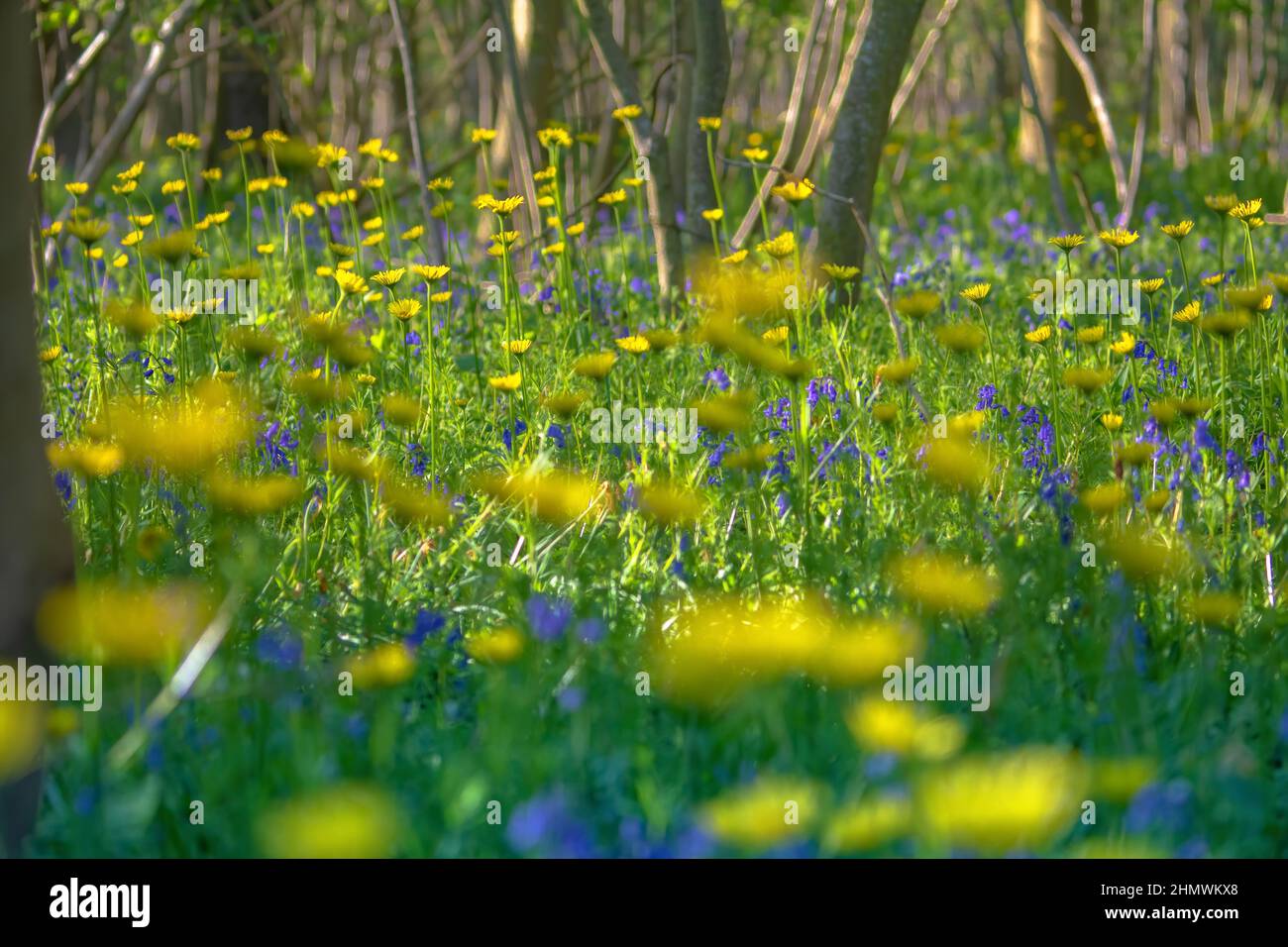 Bois et fleurs des bois au printemps dans la baie de Somme. Jacynthes sauvage, Arnica, ail des ours. Stock Photo