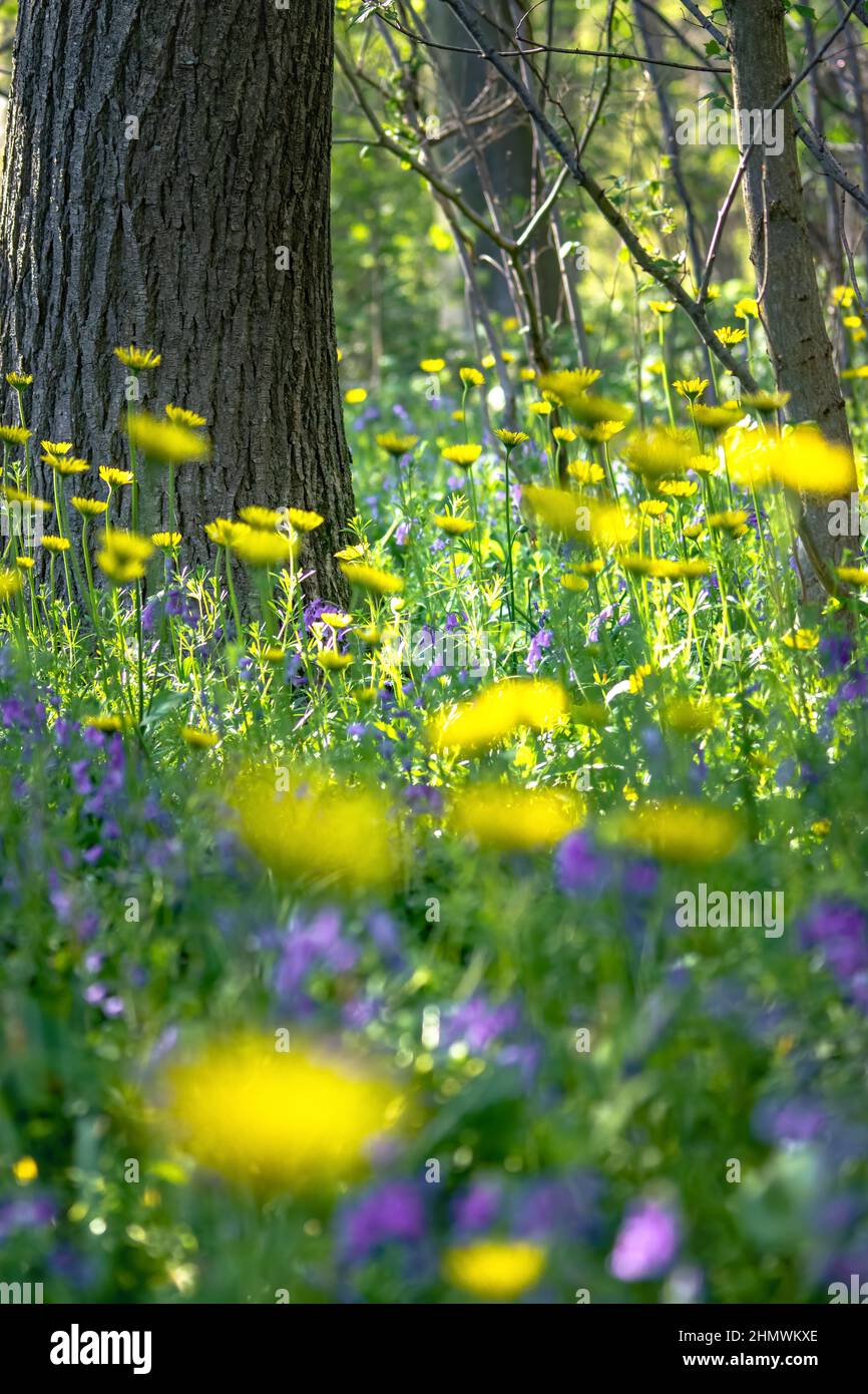 Bois et fleurs des bois au printemps dans la baie de Somme. Jacynthes sauvage, Arnica, ail des ours. Stock Photo