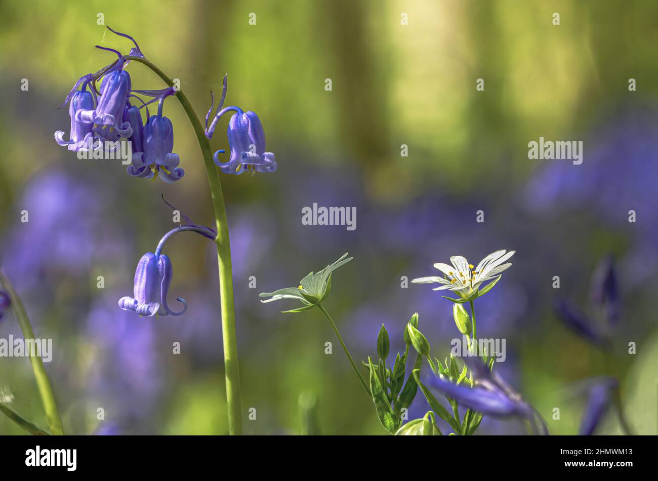 Bois et fleurs des bois au printemps dans la baie de Somme. Jacynthes sauvage, Arnica, ail des ours. Stock Photo