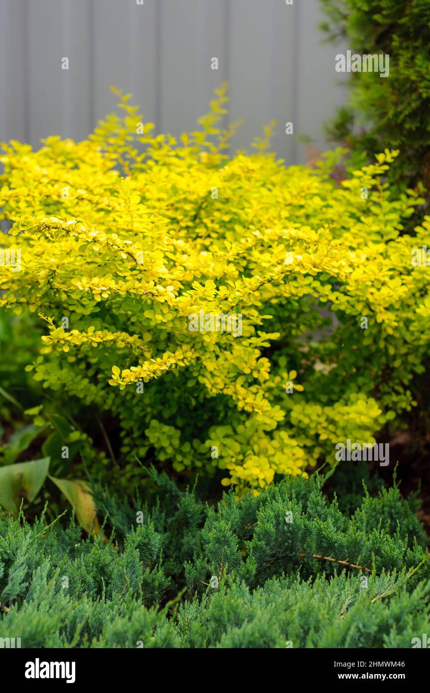 Yellow bush Berberis thunbergii Aurea in the garden, the legs of the bush are covered with blue chip juniper. Ornamental plant as background, soft foc Stock Photo