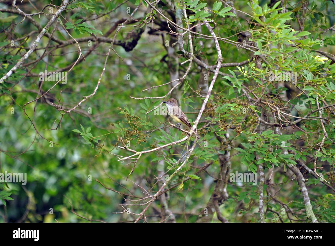 Dusky-capped Flycatcher (Myiarchus tuberculifer) perched on a branch within a tree amongst jungle at Iguazu falls, Argentina. Stock Photo