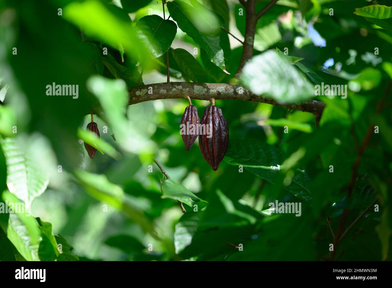 Cocoa fruit is located on the cocoa tree. Cocoa fruit grows naturally