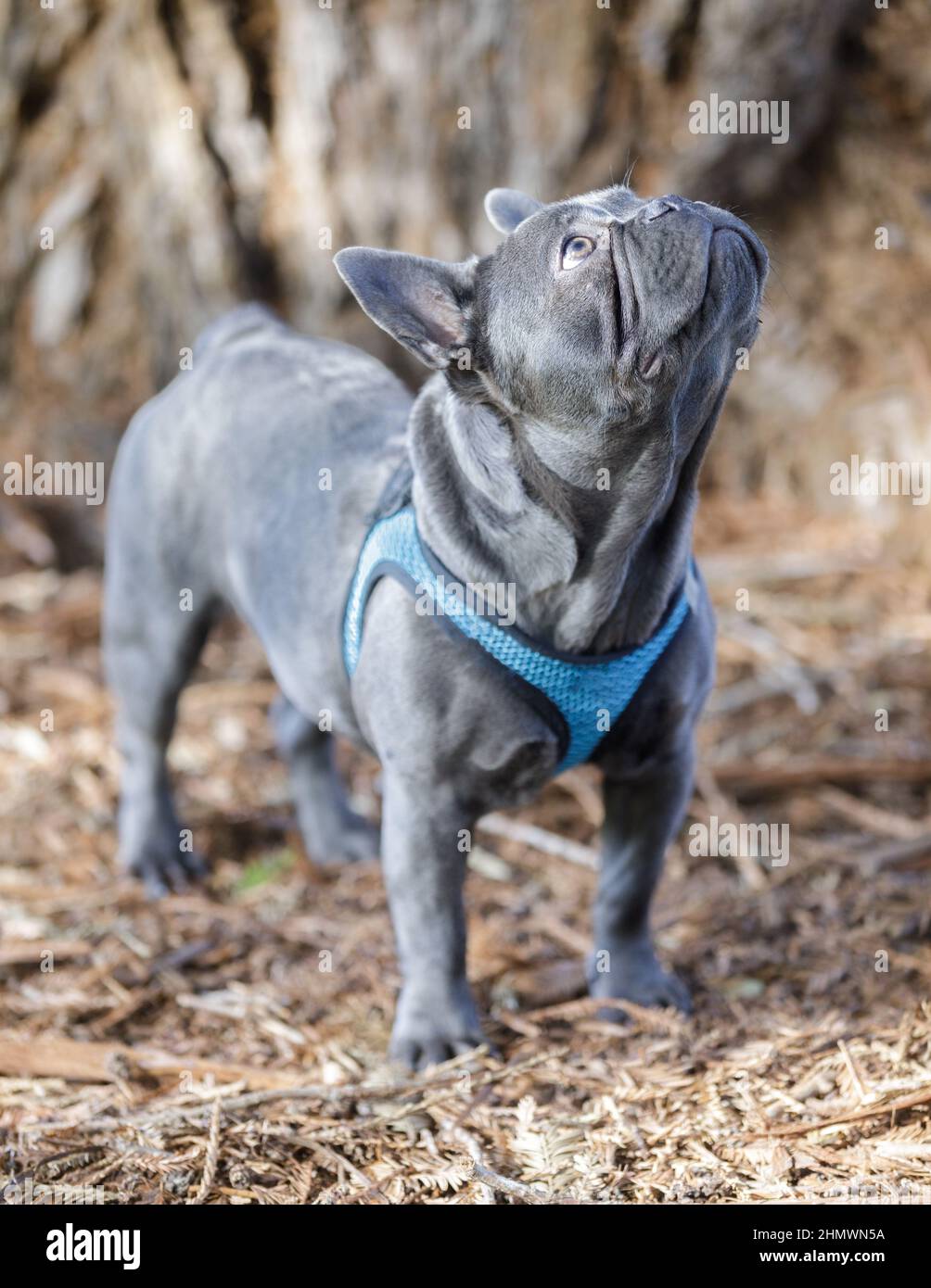 Liver French Bulldog