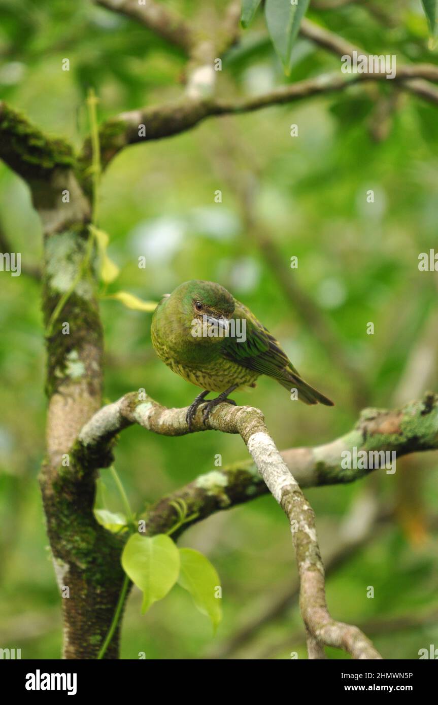 Greenish Yellow-Finch (Sicalis olivascens) perched on a branch facing camera, taken at Iguazu falls, Argentina Stock Photo